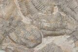 Ordovician Trilobite Mortality Plate (Pos/Neg) - Morocco #218661-4